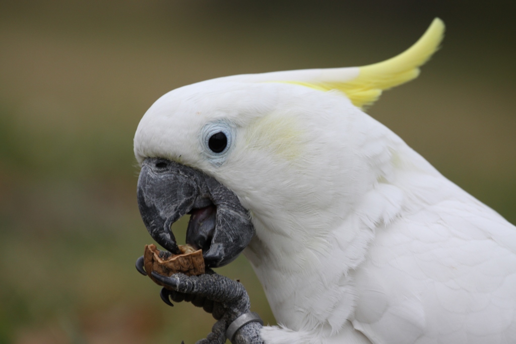 Cacatua ciuffo giallo - Yellow-crested Cockatoo